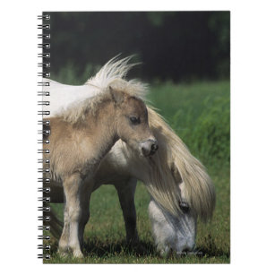 Miniature Mare & Foals 3 Notebook