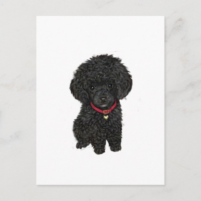 Miniature or Toy Poodle - Black 1 Postcard (Front)