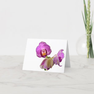 Miniature Orchid Notes