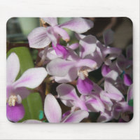 miniature orchids