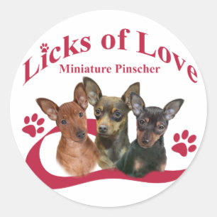 Miniature Pincher Licks Of Love Gifts Classic Round Sticker