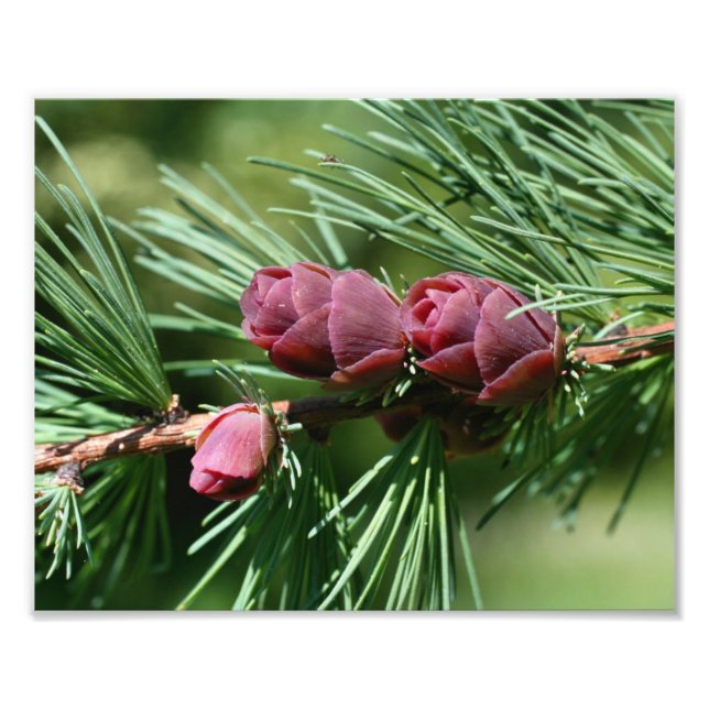 Miniature Pine Cones Close Up 8x10 Photo Print (Front)