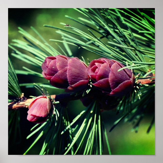 Miniature Pine Cones Close Up Poster (Front)