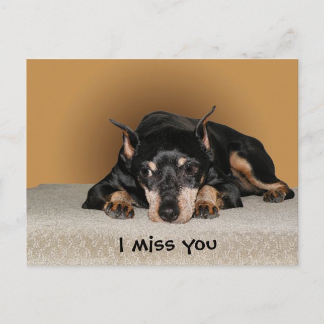 Miniature Pinscher aka Min Pin Postcard (Front)