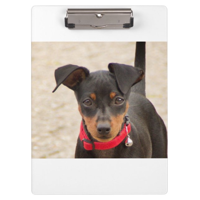 miniature-pinscher-black and rust clipboard (Front)