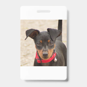 miniature-pinscher-black and rust ID badge