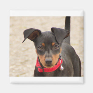 miniature-pinscher-black and rust magnet