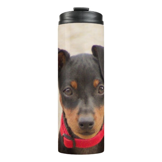 miniature-pinscher-black and rust thermal tumbler (Front)