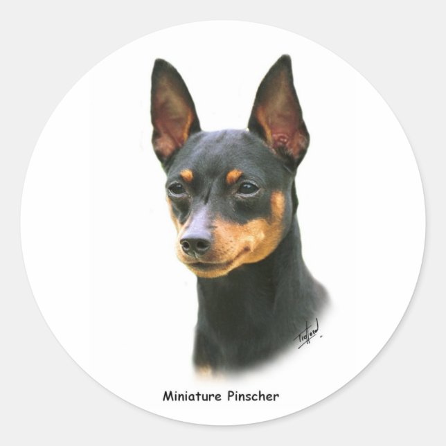 Miniature Pinscher Classic Round Sticker (Front)