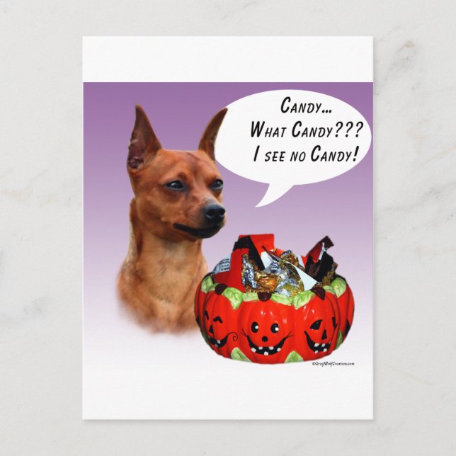 Miniature Pinscher Halloween Candy Postcard (Front)