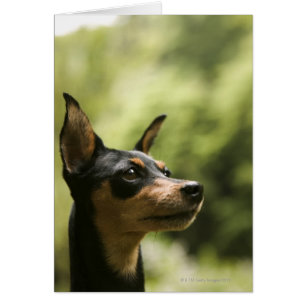 Miniature Pinscher (Min-Pin) 2