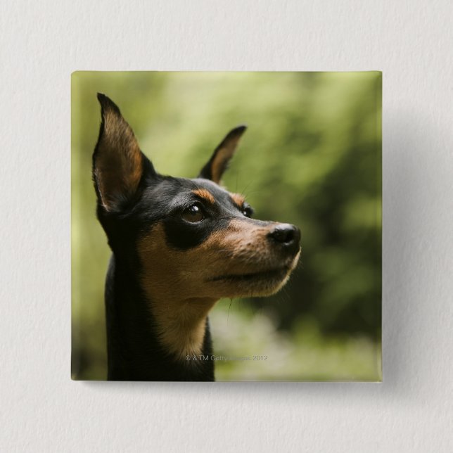 Miniature Pinscher (Min-Pin) 2 15 Cm Square Badge (Front)
