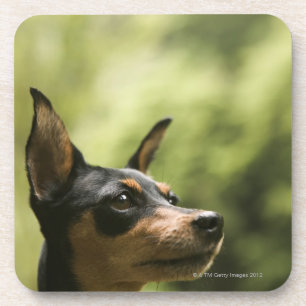 Miniature Pinscher (Min-Pin) 2 Coaster