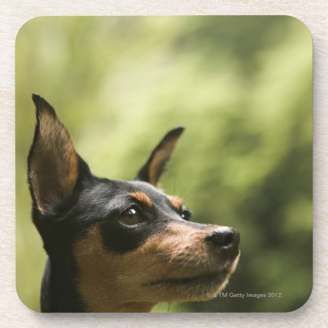 Miniature Pinscher (Min-Pin) 2 Coaster (Front)