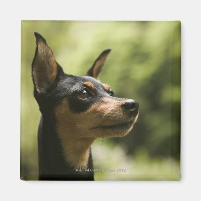 Miniature Pinscher (Min-Pin) 2 Magnet (Front)