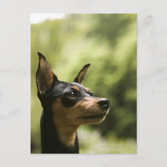 Miniature Pinscher (Min-Pin) 2 Postcard (Front)