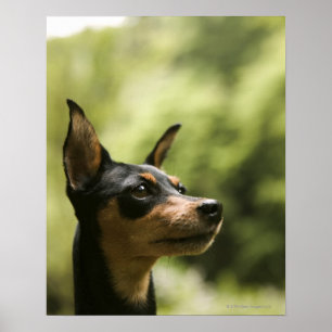 Miniature Pinscher (Min-Pin) 2 Poster