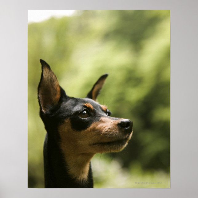 Miniature Pinscher (Min-Pin) 2 Poster (Front)