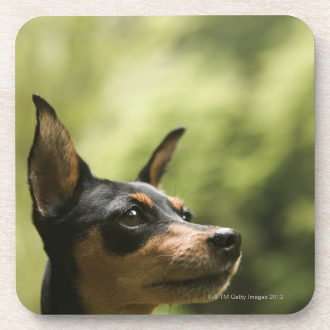 Miniature Pinscher (Min-Pin) Coaster (Front)