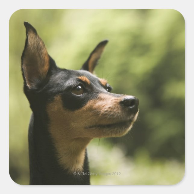 Miniature Pinscher (Min-Pin) Square Sticker (Front)