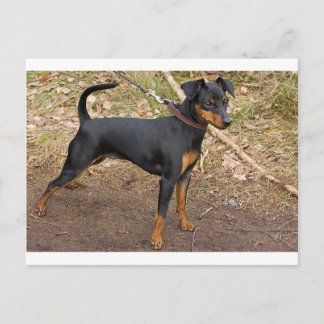 Miniature_pinscher Postcard