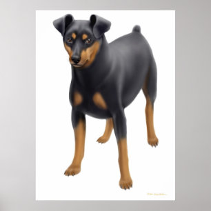 Miniature Pinscher Print