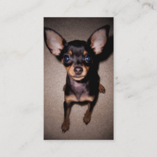 miniature pinscher pup business card