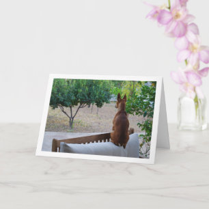 Miniature Pinscher Sitting on Bench Card