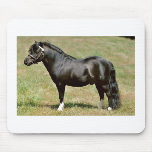 miniature pony stallion mouse pad