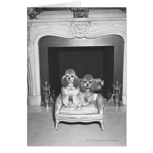 Miniature poodles sitting in front of fireplace (Front)