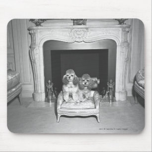 Miniature poodles sitting in front of fireplace mouse pad