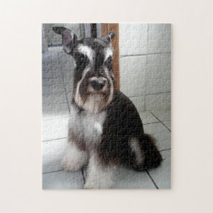 Miniature Schnauzer Black and Silver Sitting Jigsaw Puzzle