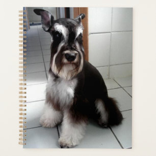 Miniature Schnauzer Black and Silver Sitting Planner