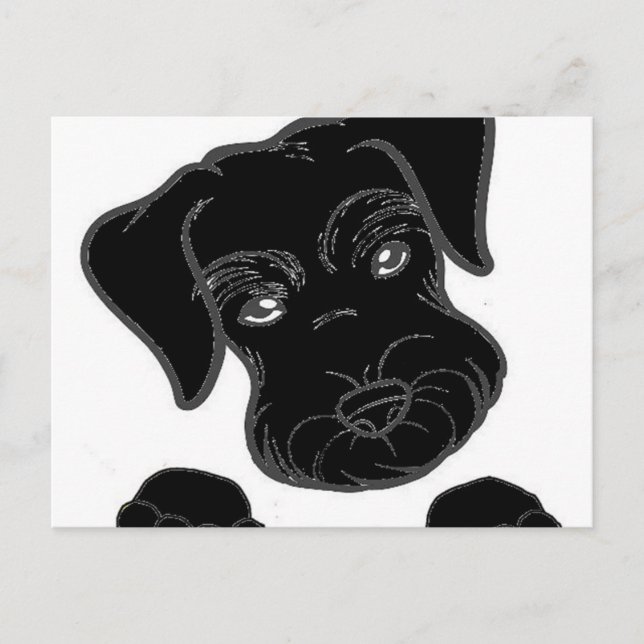 miniature schnauzer black peeking postcard (Front)