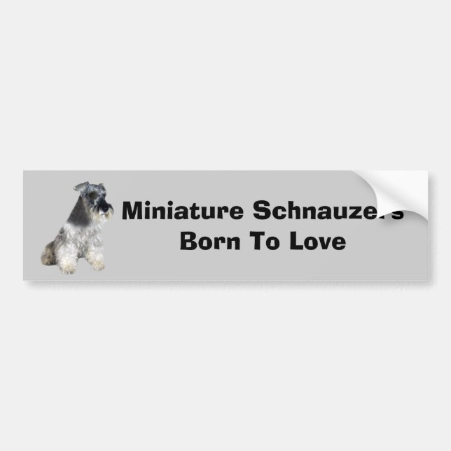 Miniature Schnauzer Bumper Sticker (Front)