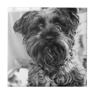 Miniature Schnauzer Ceramic Tile