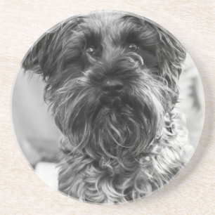 Miniature Schnauzer Coaster