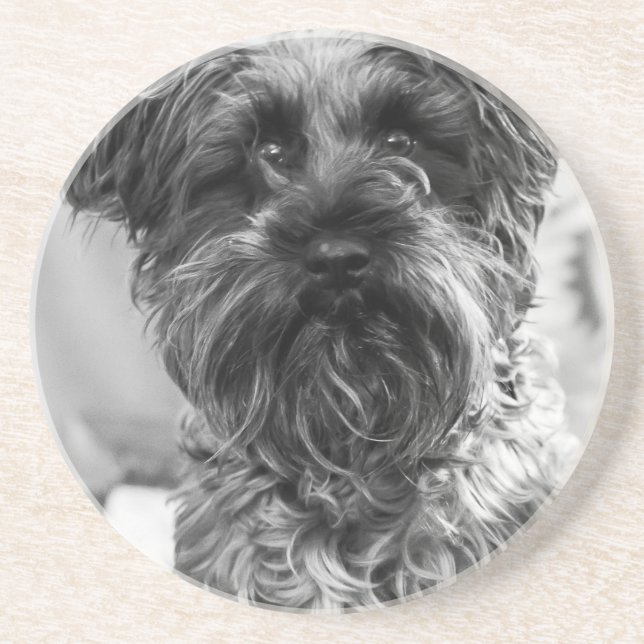 Miniature Schnauzer Coaster (Front)