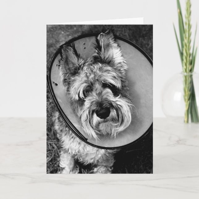 Miniature Schnauzer Get Well Soon Card (Front)