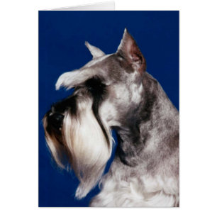 Miniature Schnauzer Head Study