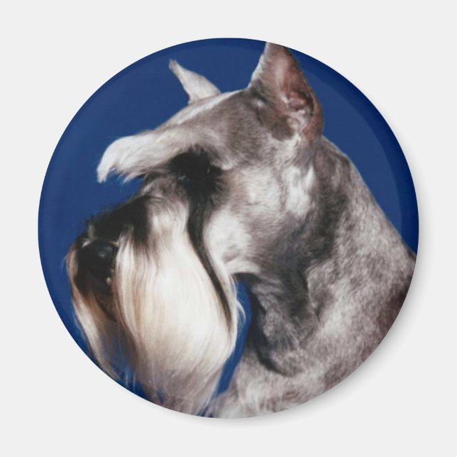 Miniature Schnauzer Head Study Magnet (Front)