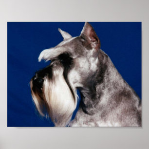 Miniature Schnauzer Head Study Poster