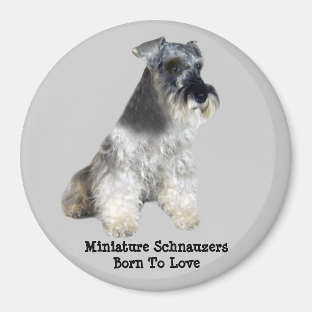 Miniature Schnauzer Magnet (Front)