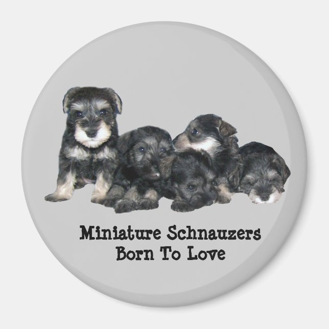 Miniature Schnauzer Magnet (Front)