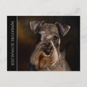 Miniature Schnauzer Postcard