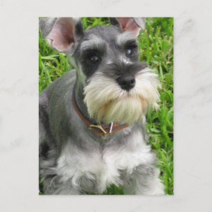 Miniature Schnauzer Postcard