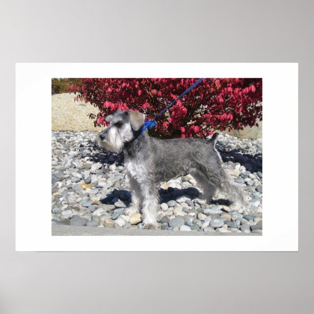 Miniature Schnauzer Poster (Front)