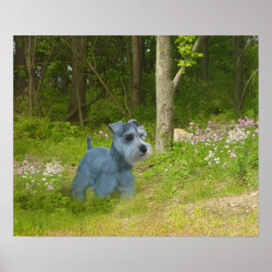 Miniature Schnauzer Poster