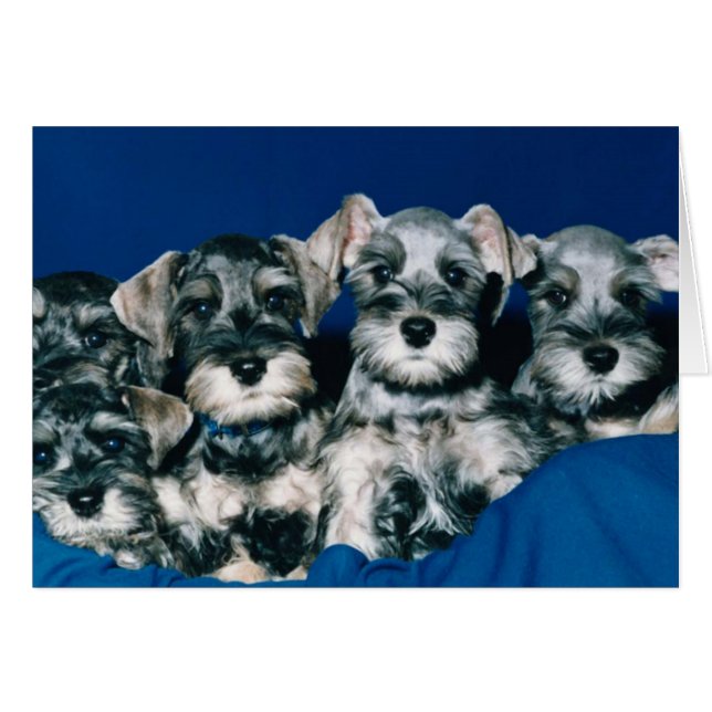Miniature Schnauzer Puppies (Front Horizontal)