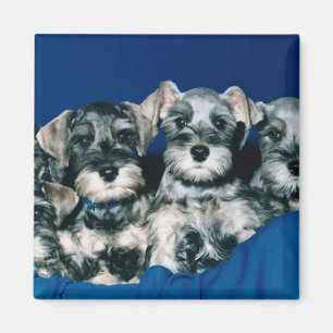 Miniature Schnauzer Puppies Magnet
